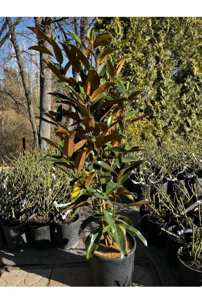 Магнолія великоквіткова Альта купити